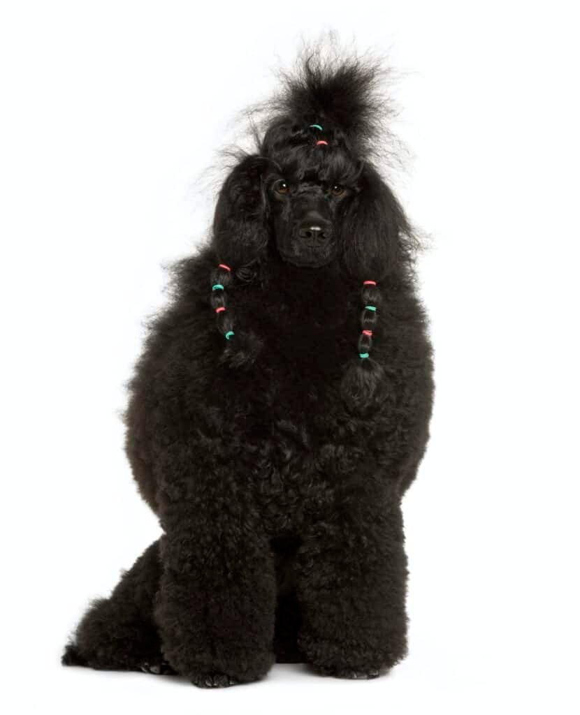 Royal Poodle, 11 months old, sitting in front of white background