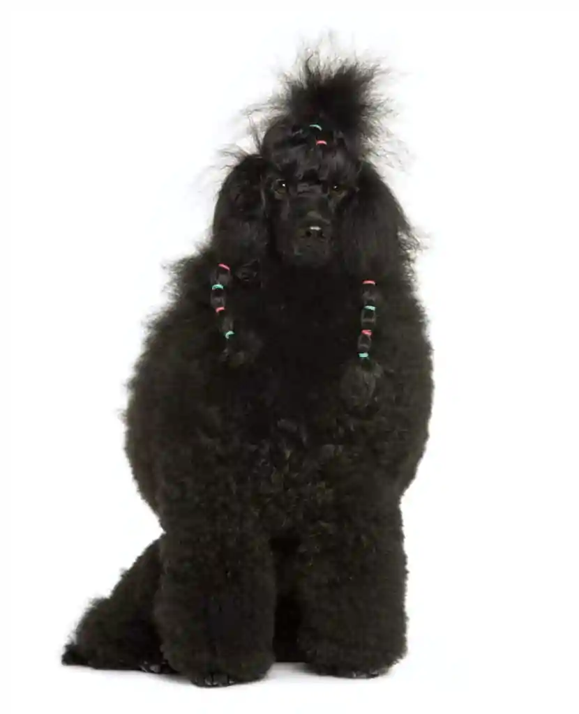 Royal Poodle, 11 months old, sitting in front of white background