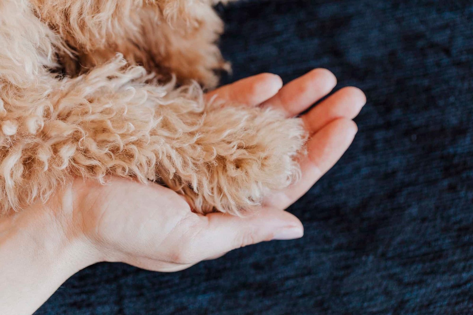 toy poodle Dog paws and human hand close up.friendship, trust, love. Home